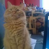 Entry image for Leeloo