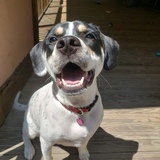 Entry image for Cali