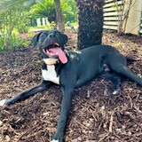 Entry image for Henry