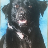 Entry image for Wyatt