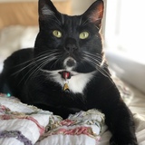 Entry image for Mowmow