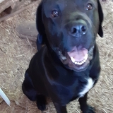 Entry image for Otis