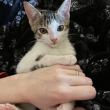 Entry image for Monty 