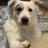 Entry image for Sallie