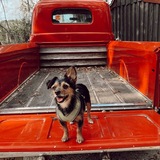 Entry image for Bear