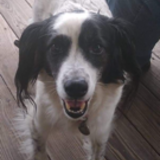 Entry image for Sampson