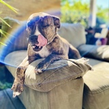 Entry image for Lily