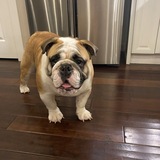 Entry image for ZORRO