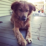 Entry image for Katie Scarlett 