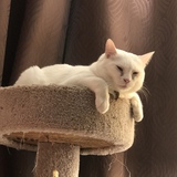 Entry image for Casper