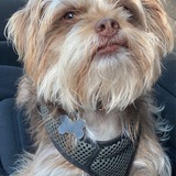 Entry image for Riot