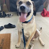 Entry image for Gunner