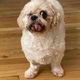 Entry image for Bogey