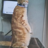 Entry image for Bosephus