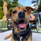 Entry image for Brewski