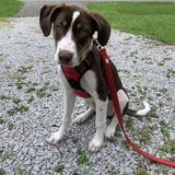 Entry image for Stuart