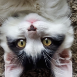 Entry image for Aero