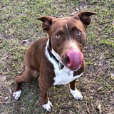 Entry image for Ravioli