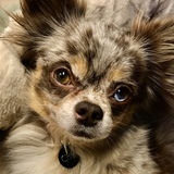 Entry image for Chip Studly Doright