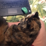 Entry image for Poppy