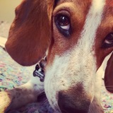 Entry image for Copper 