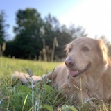 Entry image for Shelby