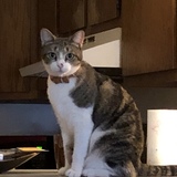 Entry image for Fido