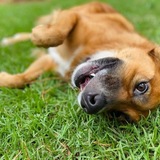 Entry image for Delaney