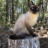 Entry image for General Cornwallis