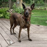 Entry image for Guinness