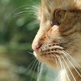 Entry image for Jefferson