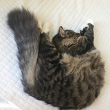 Entry image for Madison