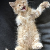 Entry image for Lafayette (Little Cheeto)