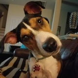 Entry image for Calamari 