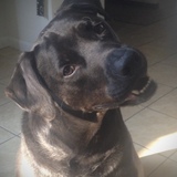 Entry image for Atticus