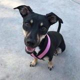 Entry image for Waffles