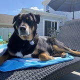 Entry image for Gunner