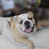 Entry image for Penny