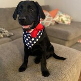 Entry image for Birdie