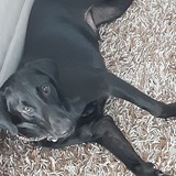 Entry image for Cooper