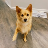 Entry image for Odie