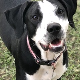 Entry image for Nova  Rose