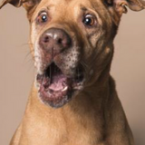 Entry image for Hank