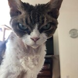 Entry image for Boogie