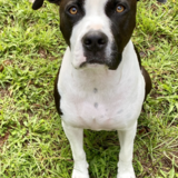 Entry image for Ridley