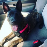 Entry image for Bella