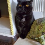 Entry image for Zombie