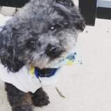 Entry image for Bear