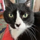 Entry image for Sable