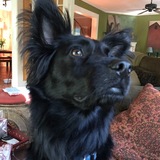 Entry image for Folly